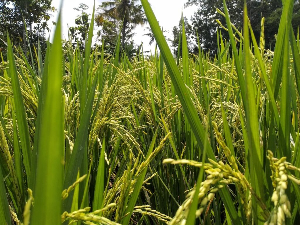 Chinese Agricultural