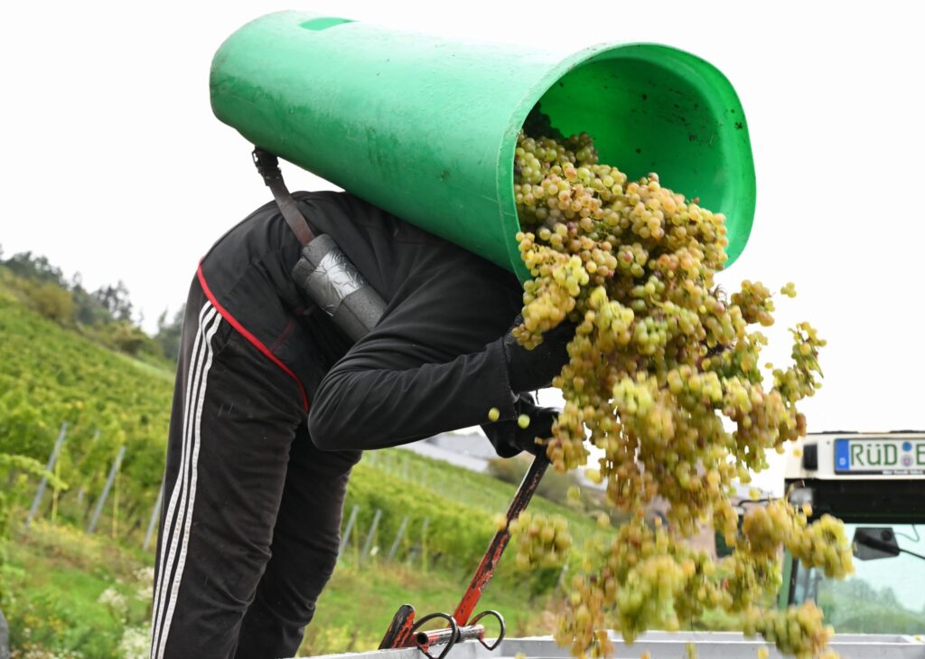German Grape Harvest Starts at Record-Early Pace After Scorching Summer